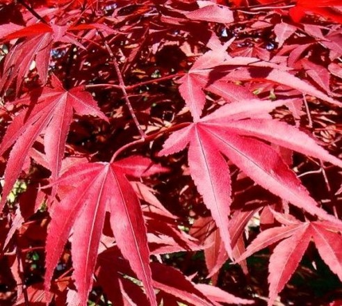 Клен веерный Атропурпуреум